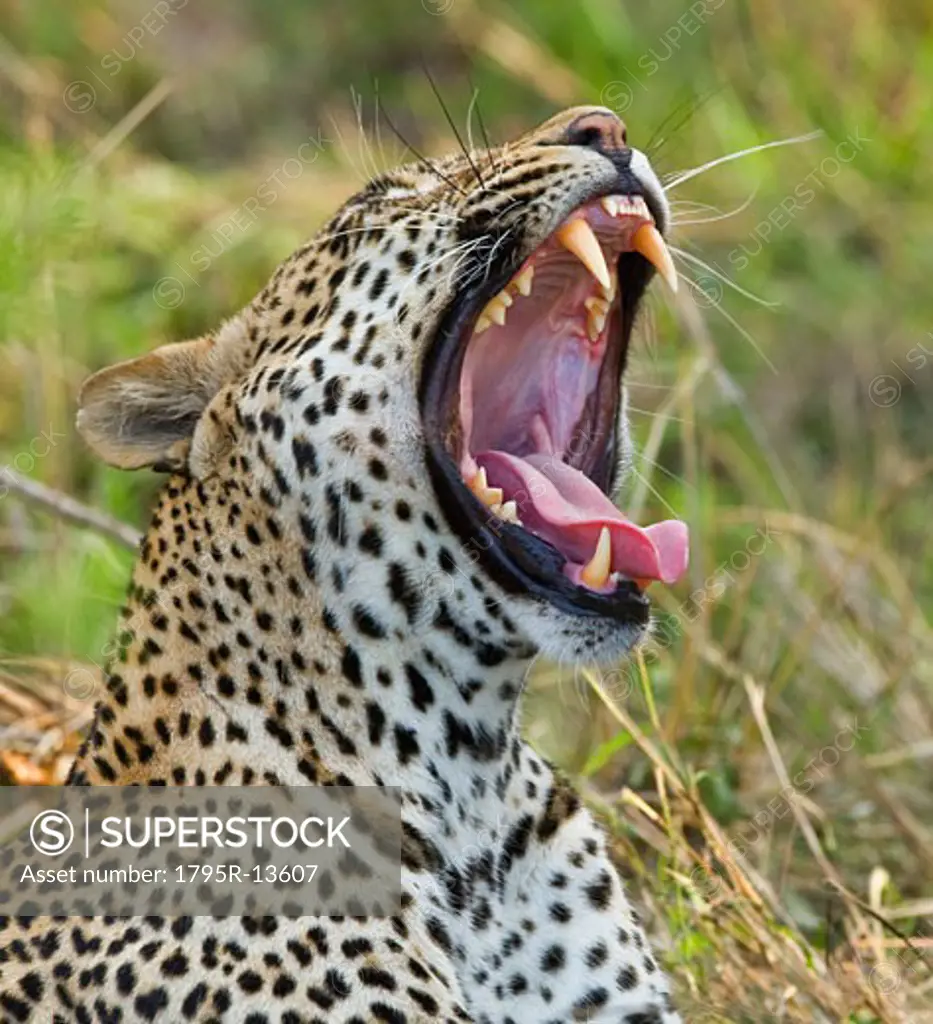 Leopard yawning, Greater Kruger National Park, South Africa