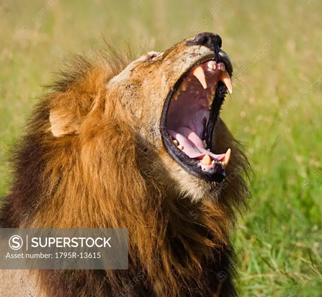 Male lion yawning, Greater Kruger National Park, South Africa