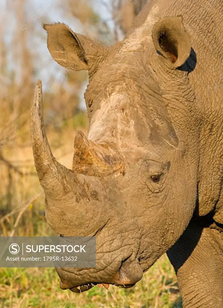 Close-up of White Rhinoceros, Greater Kruger National Park, South Africa