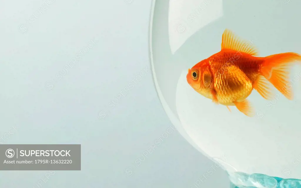 Goldfish (Carassius auratus) in fishbowl