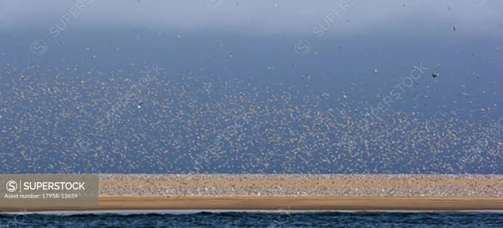 Flock of Damara Terns on coast, Namibia, Africa
