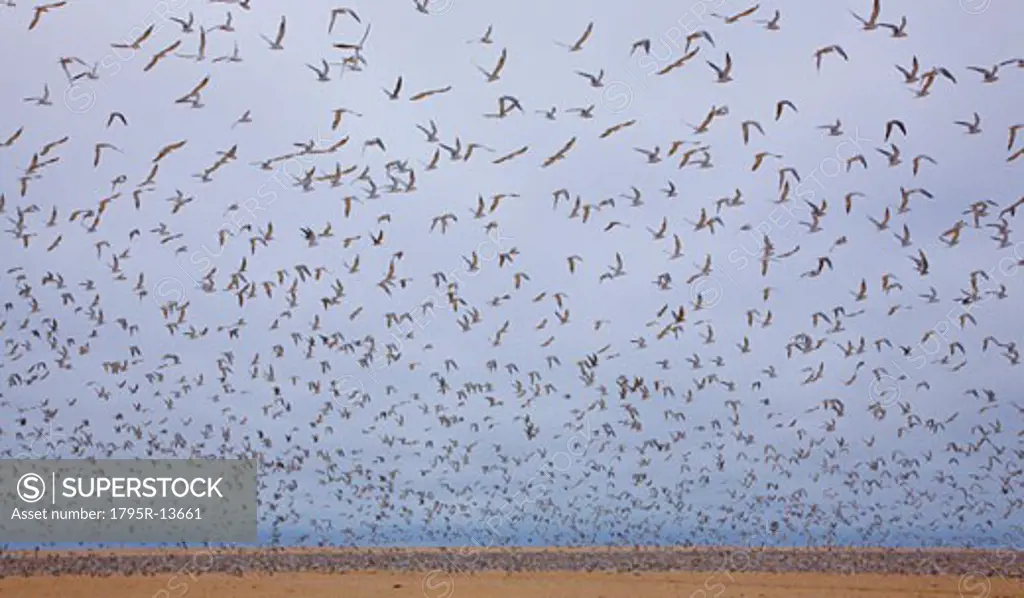 Flock of Damara Terns in flight, Namibia, Africa