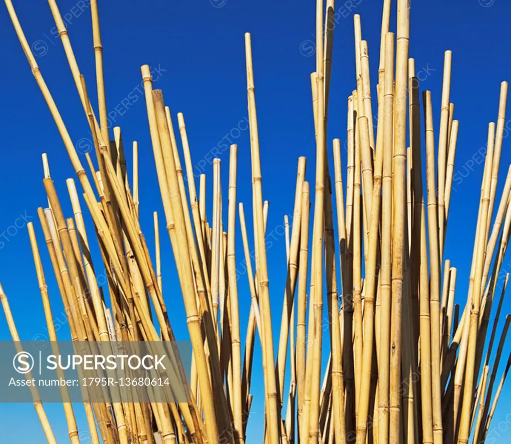 Low angle of bamboo stalks