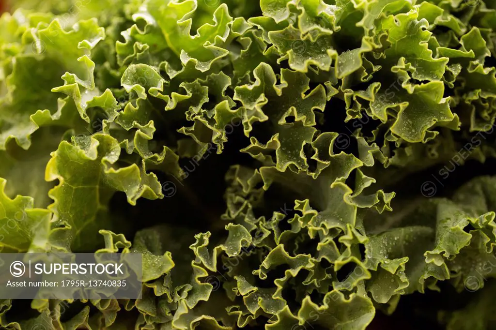 Close-up of kale leaves