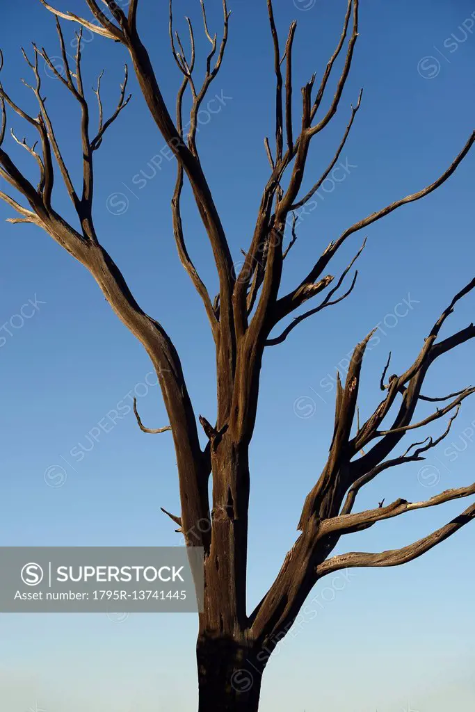 Burnt tree on Wetherill Mesa in Mesa Verde National Park