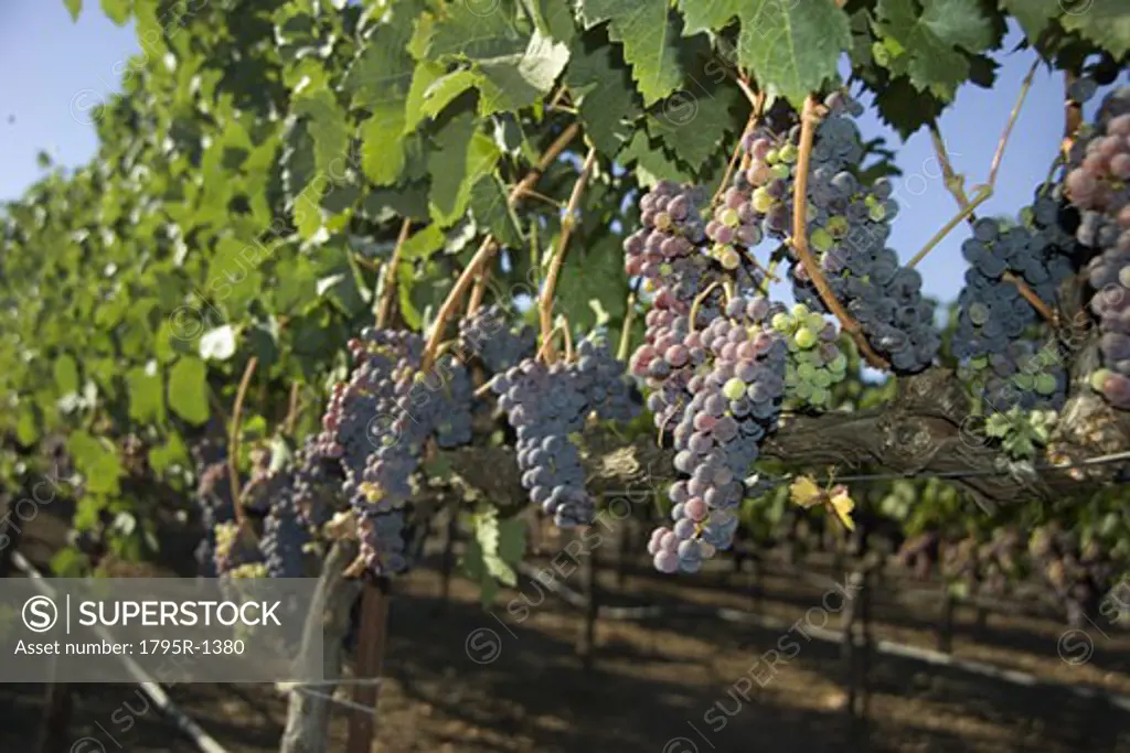 A vineyard in California
