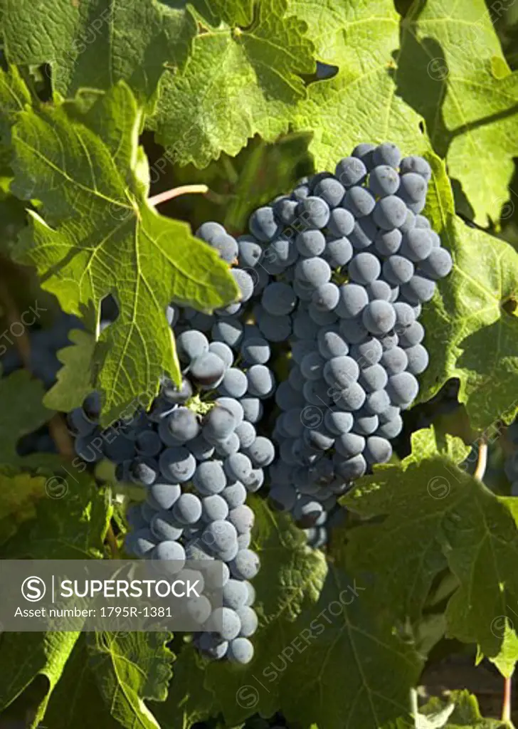 Closeup of California wine grapes