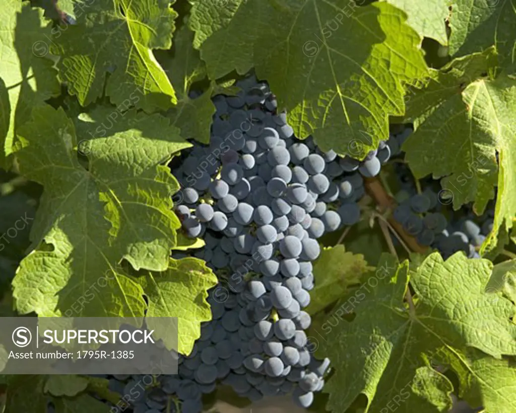 Closeup of California wine grapes