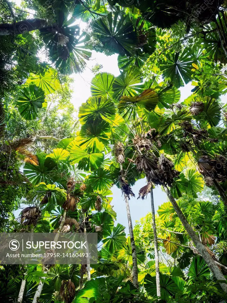 Green leaves of Fan palm, (Licuala grandis) in rainforest