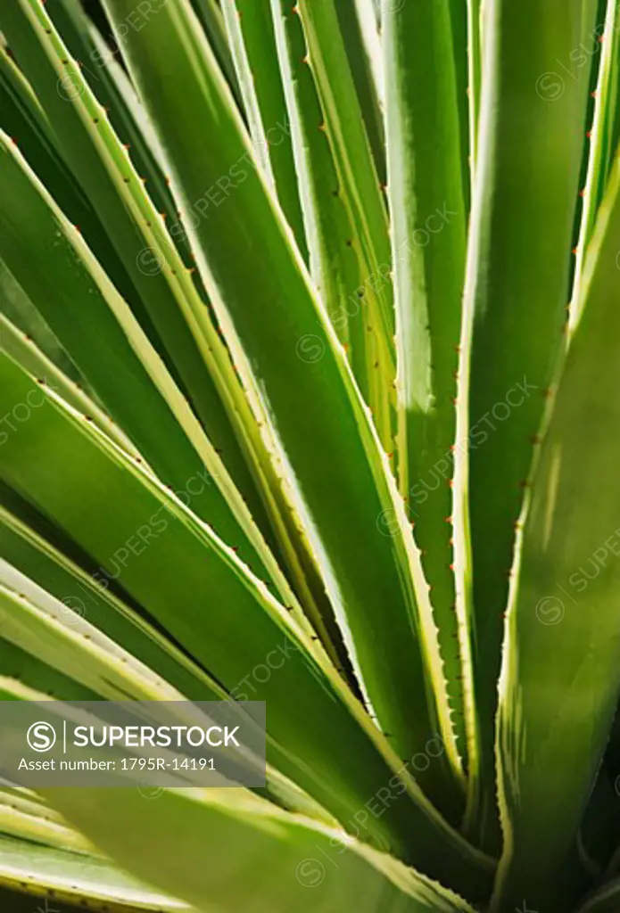 Close-up of agave cactus plant