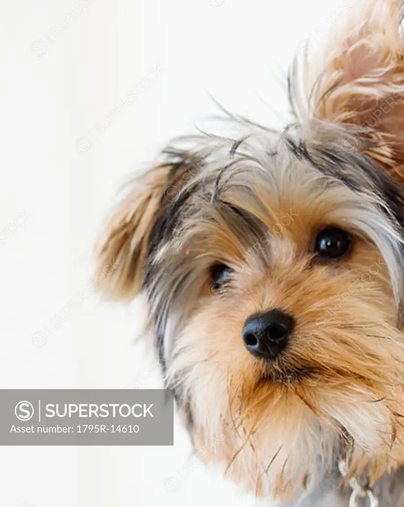 Close-up of Yorkshire terrier