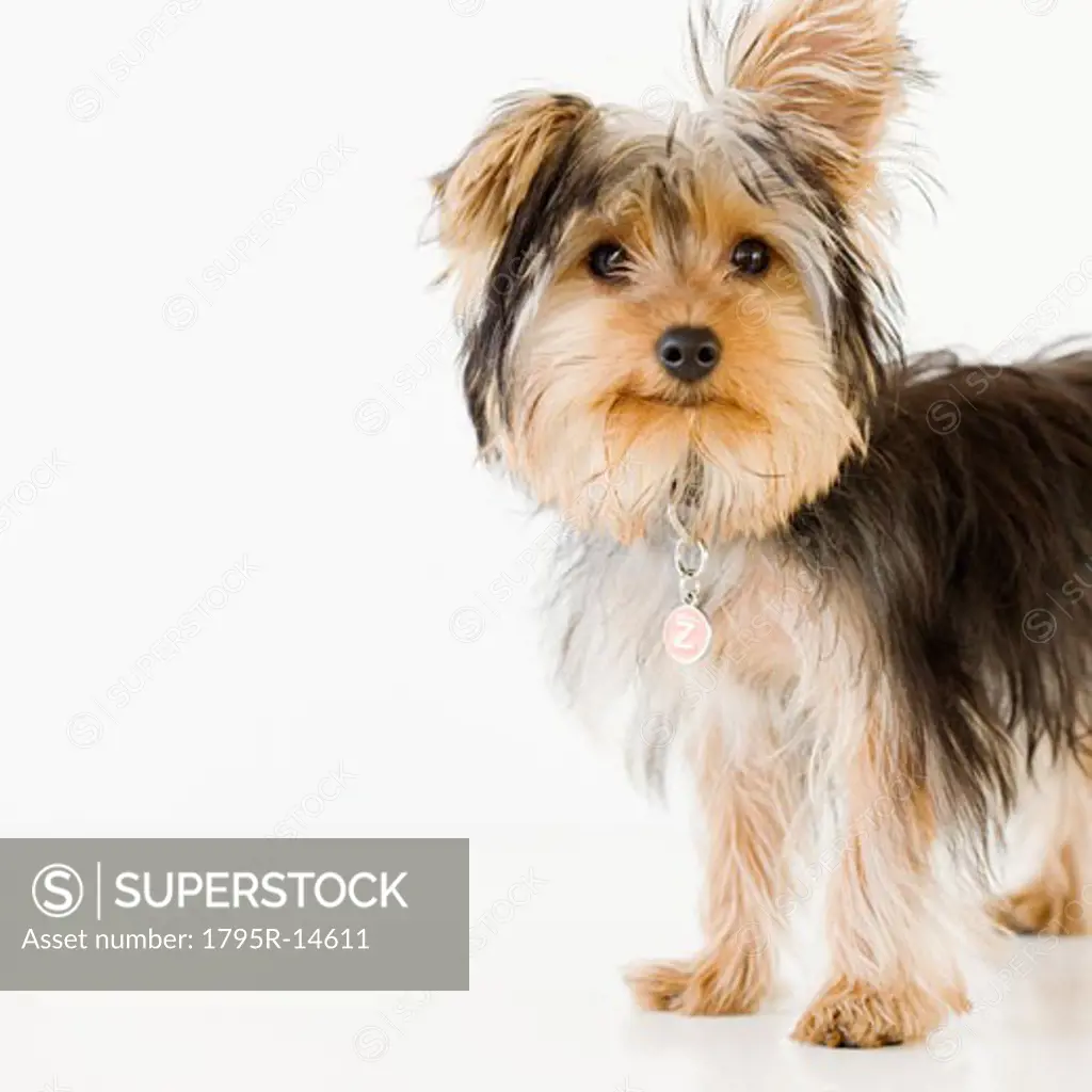 Portrait of Yorkshire terrier