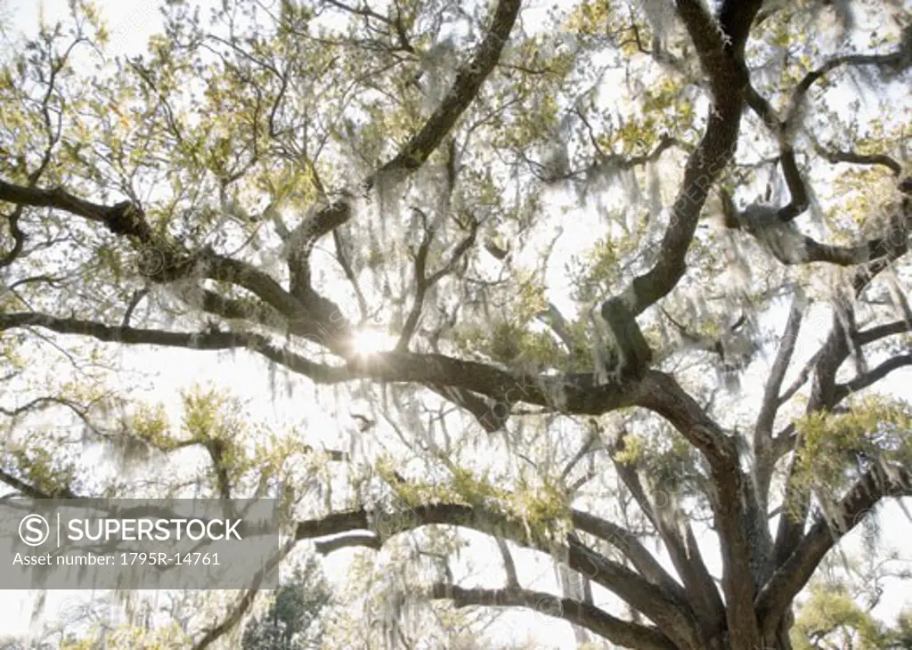 Oak tree with Spanish Moss, New Orleans, Louisiana, United States