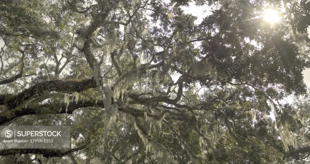 Trees with Spanish moss in Florida