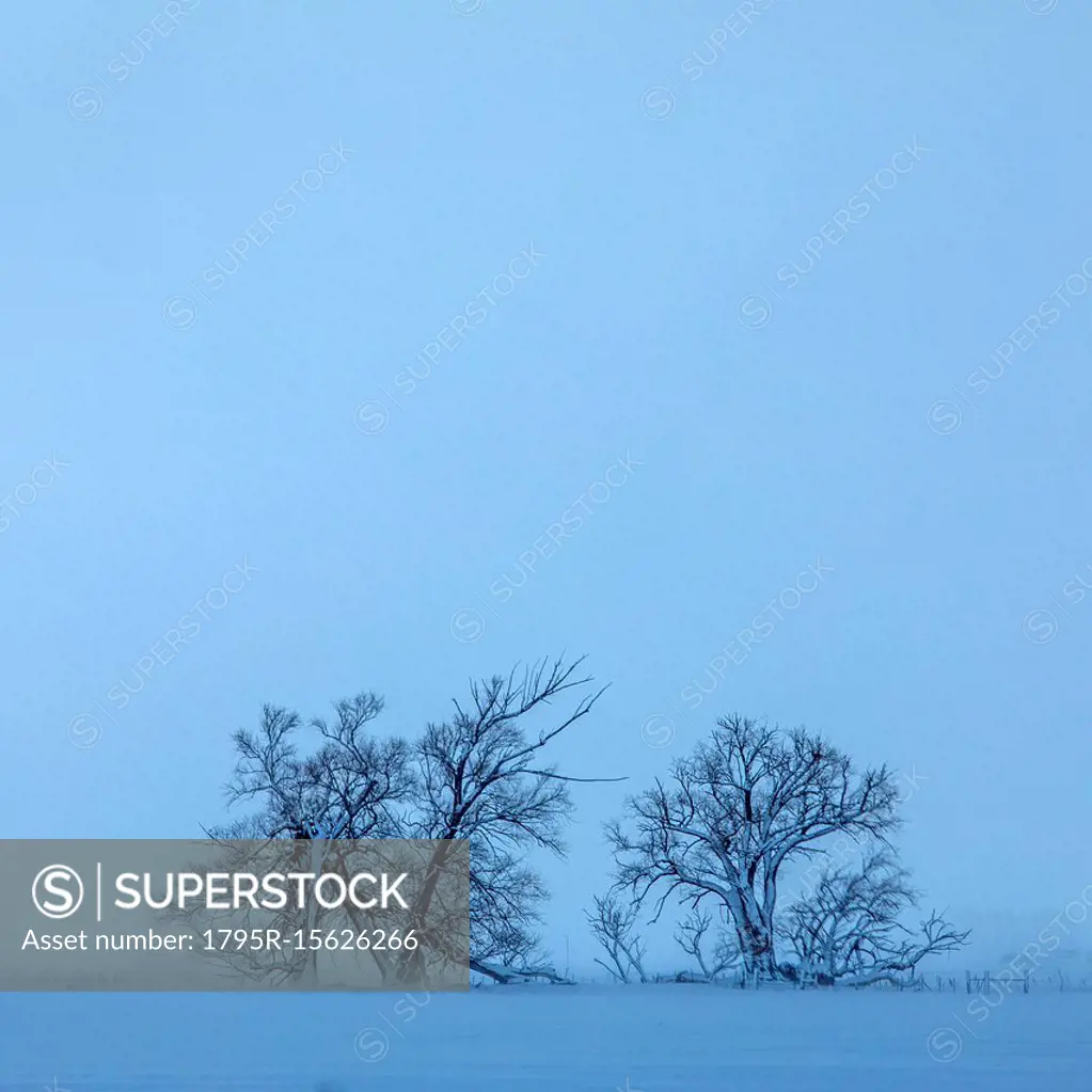 Tree in field during winter