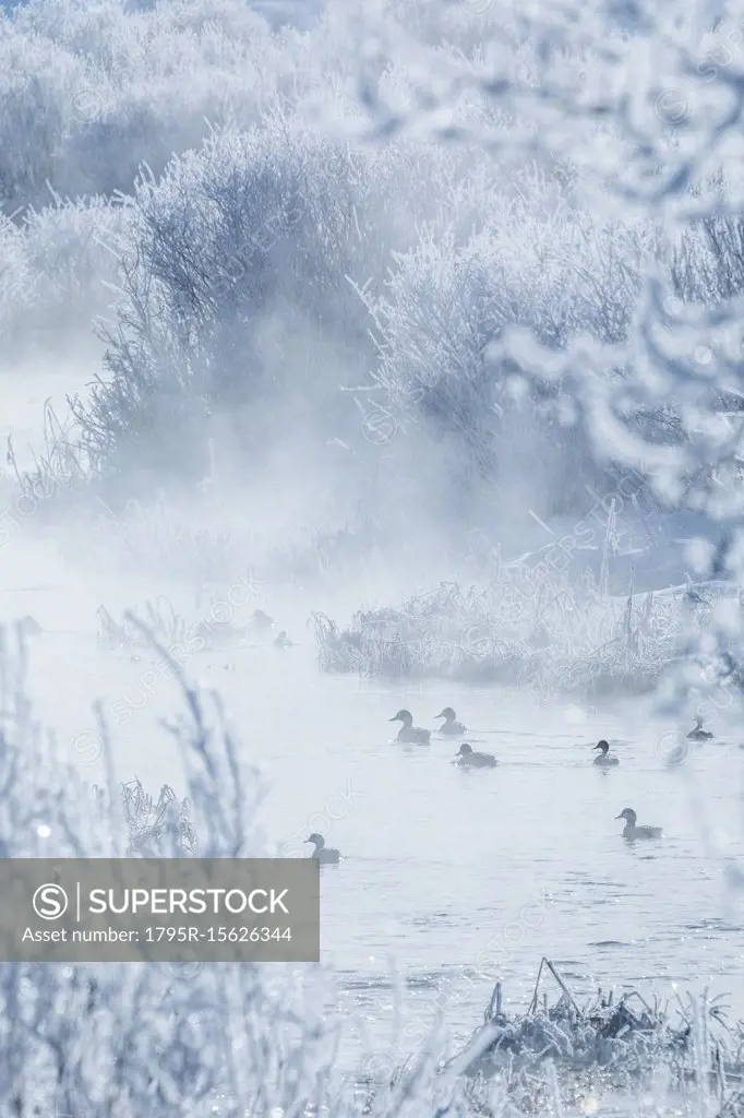 Coots during winter in Bellevue, Idaho