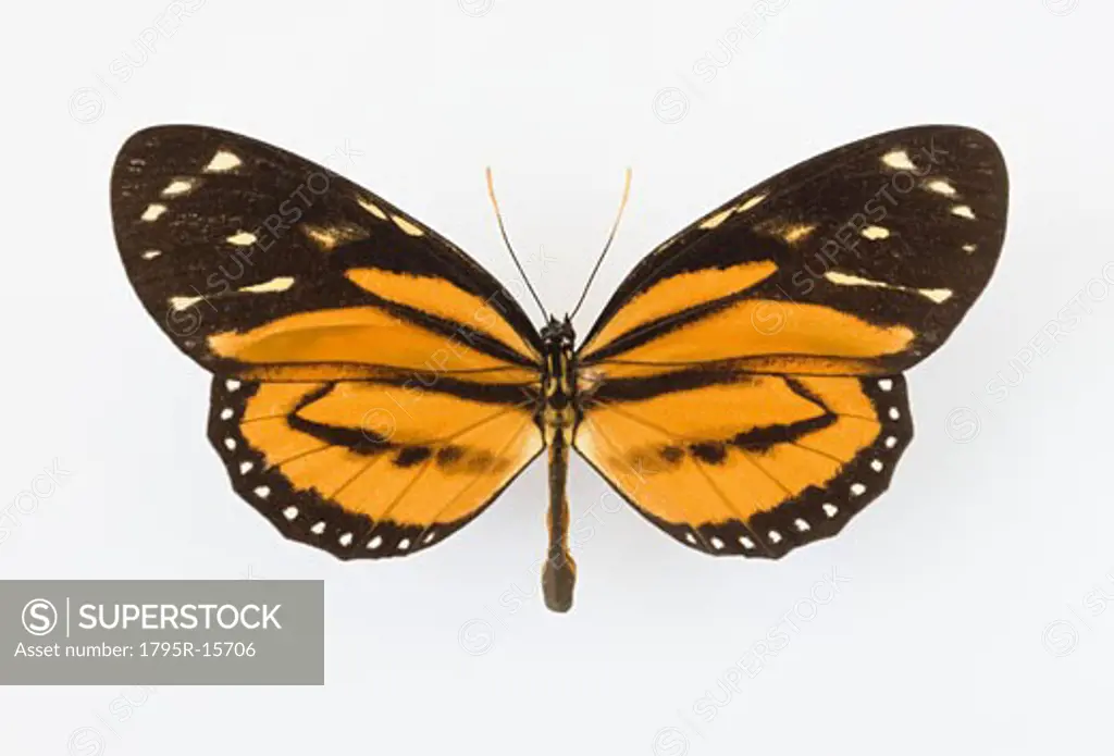 Close-up of butterfly