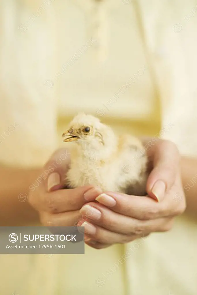 Woman holding a baby chick