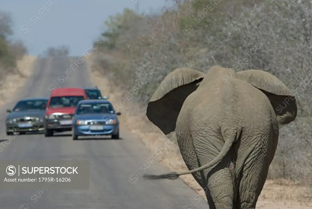 Cars stopping to watch elephant on road