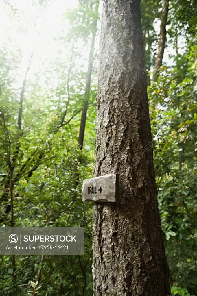 Trail sign on tree in forest
