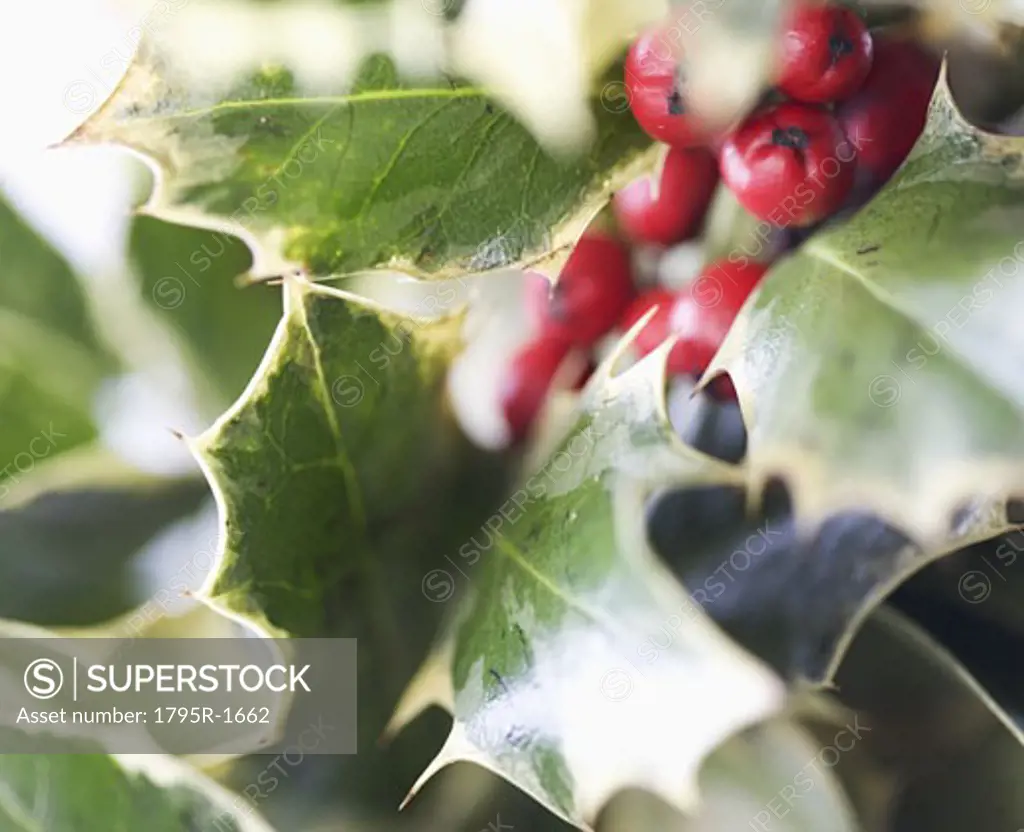 Closeup of holly leaves with berries