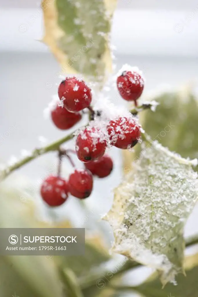 Snow dusted holly berries