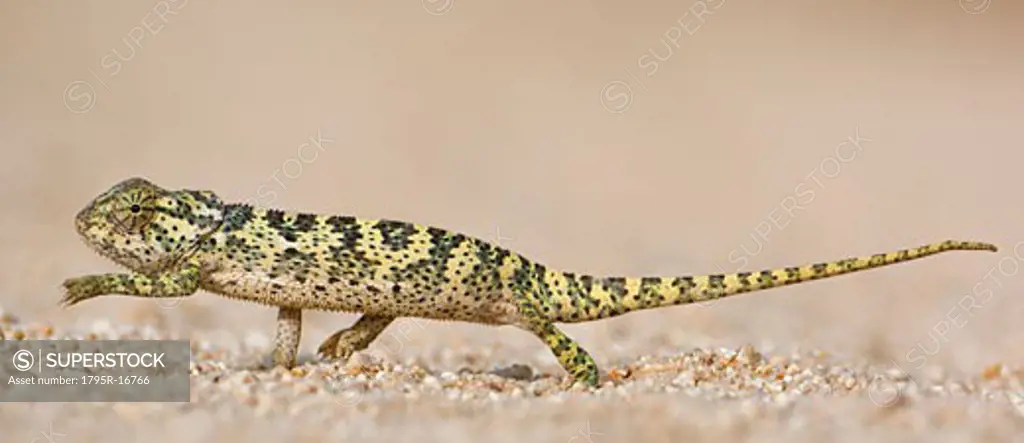 Side view of chameleon walking