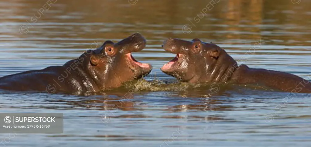 Hippopotami swimming in lake