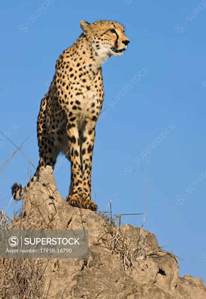 Cheetah standing on rock