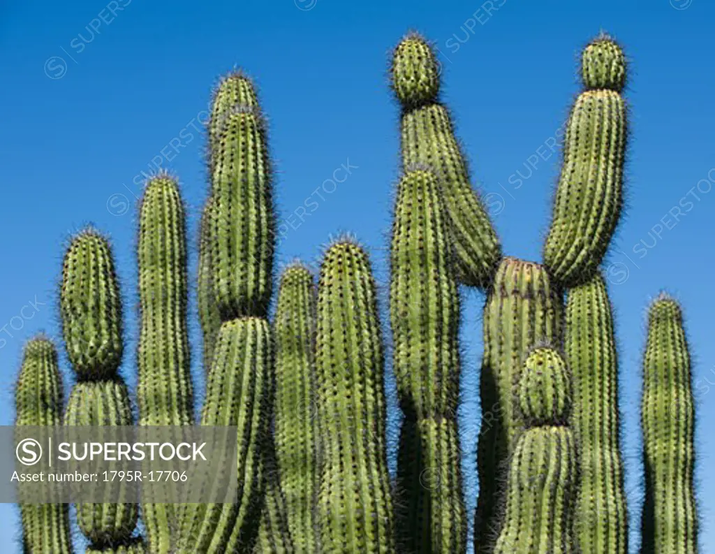 Organ Pipe Cactus against blue sky