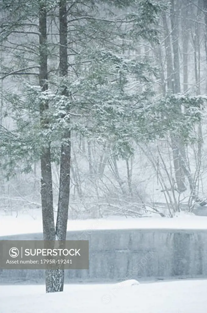 Forest and pond in winter