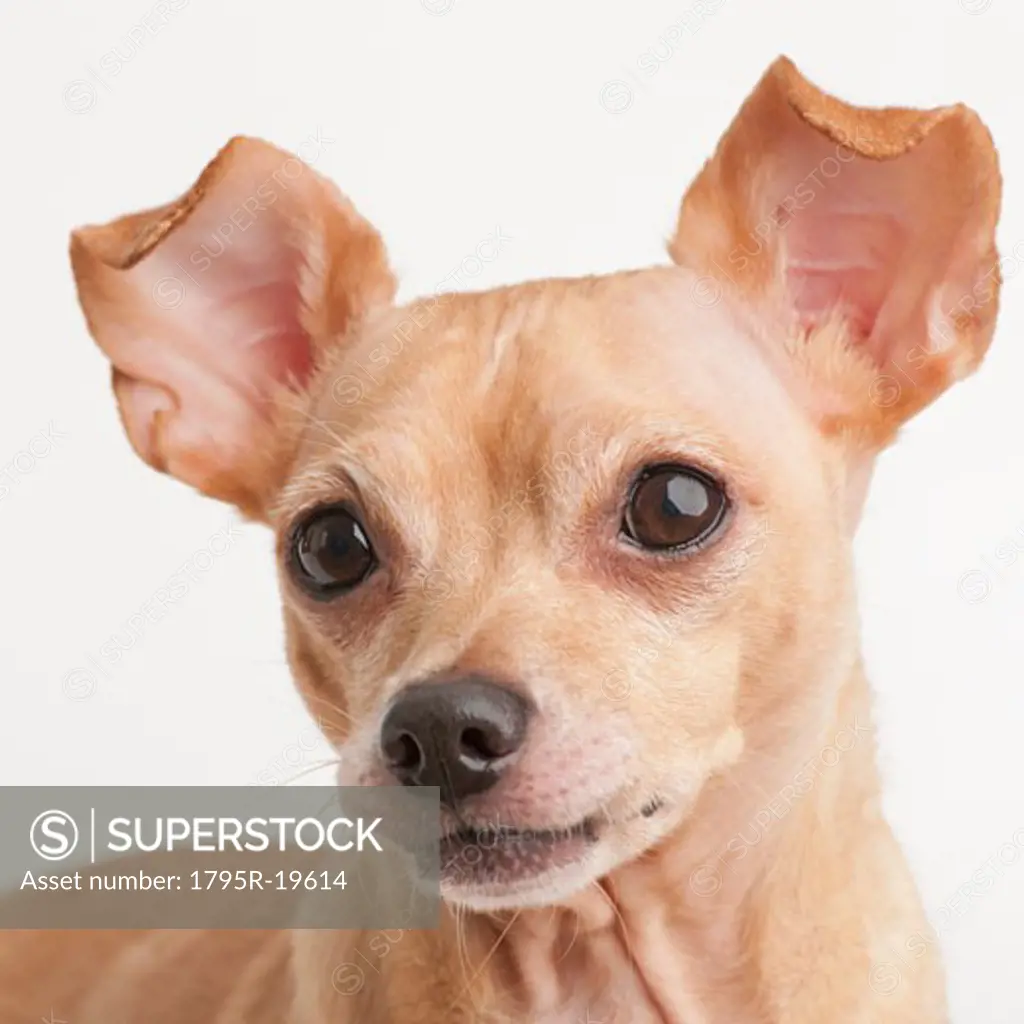 Portrait of small dog