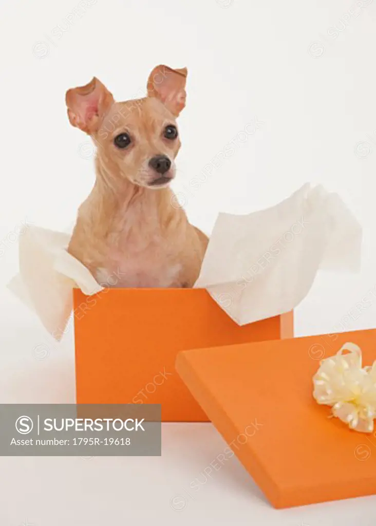 Small dog sitting in gift box