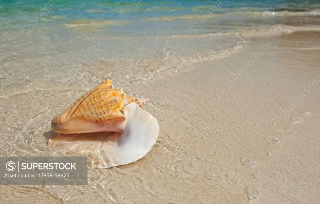 Conch shell on beach