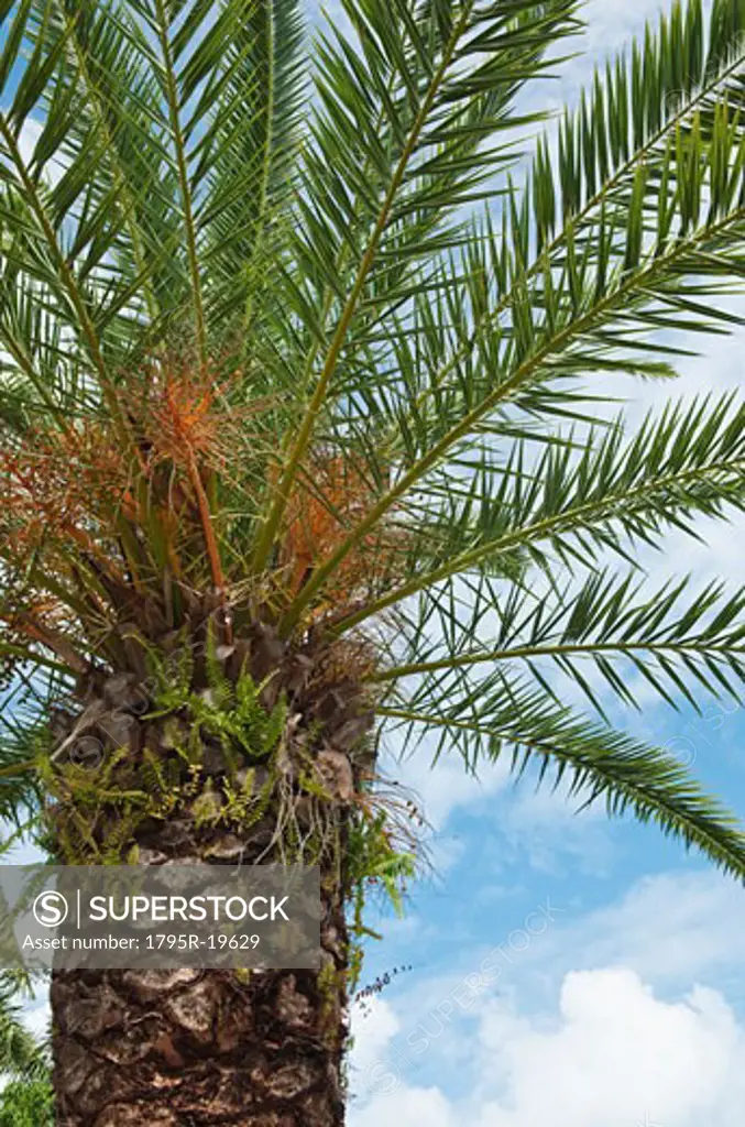 Canary Island Date palm tree