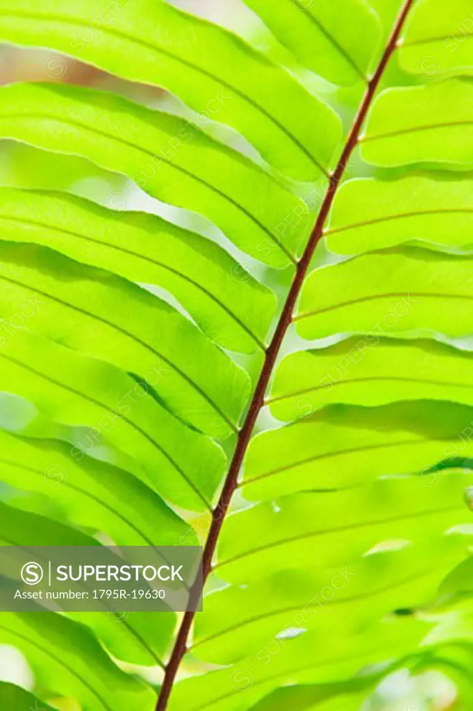 Close-up of tropical leaf