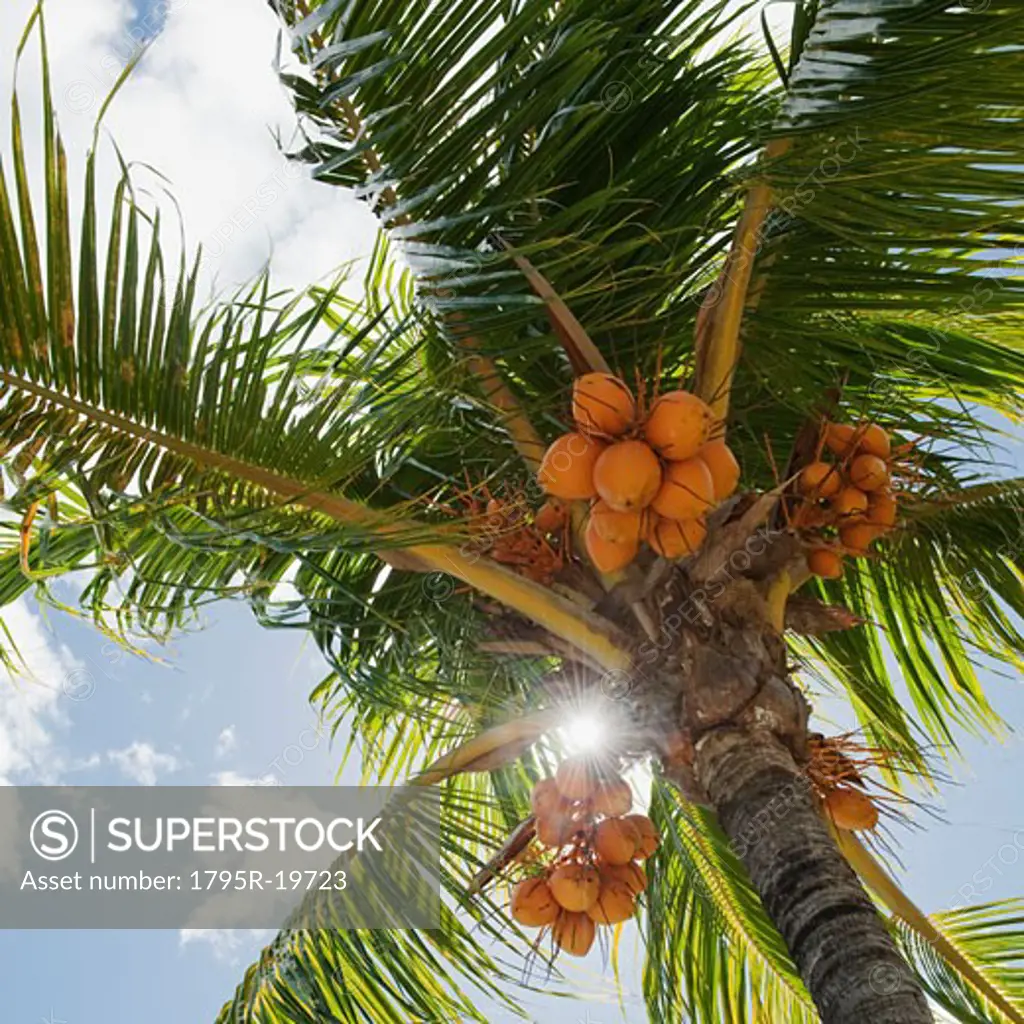 Coconuts in palm tree