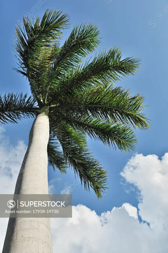 Cuban Cigar palm tree and blue sky