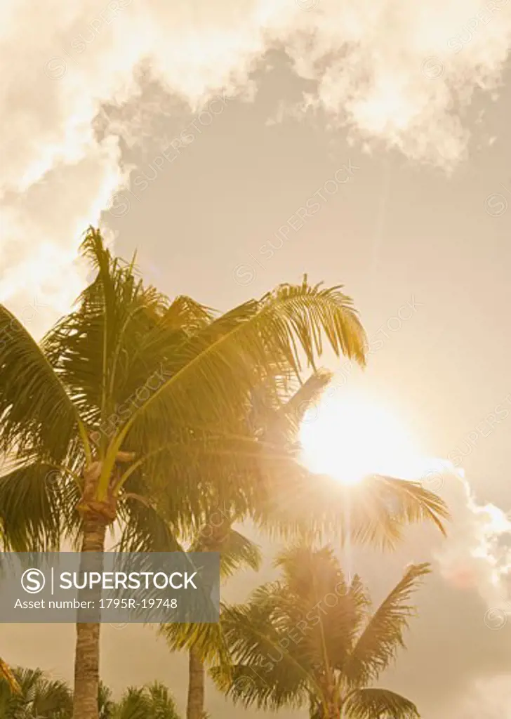 Sunlight on tropical palm trees