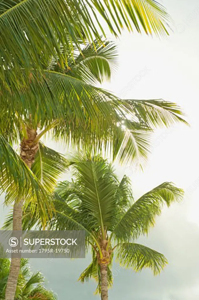Sunlight on tropical palm trees