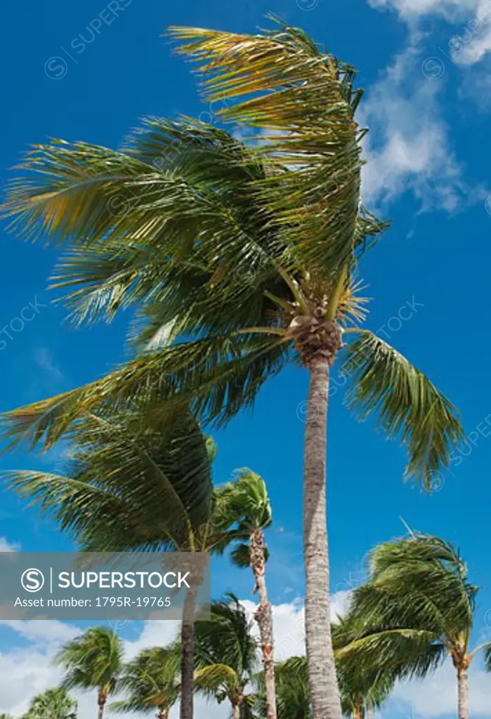 Palm trees in wind