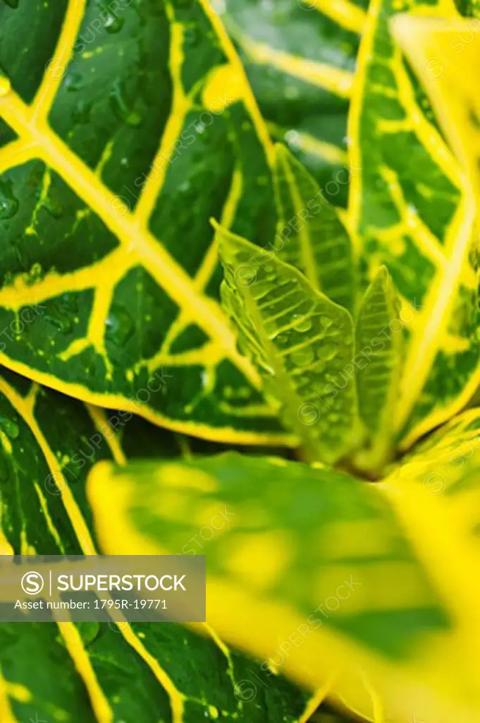 Close-up of wet tropical leaf