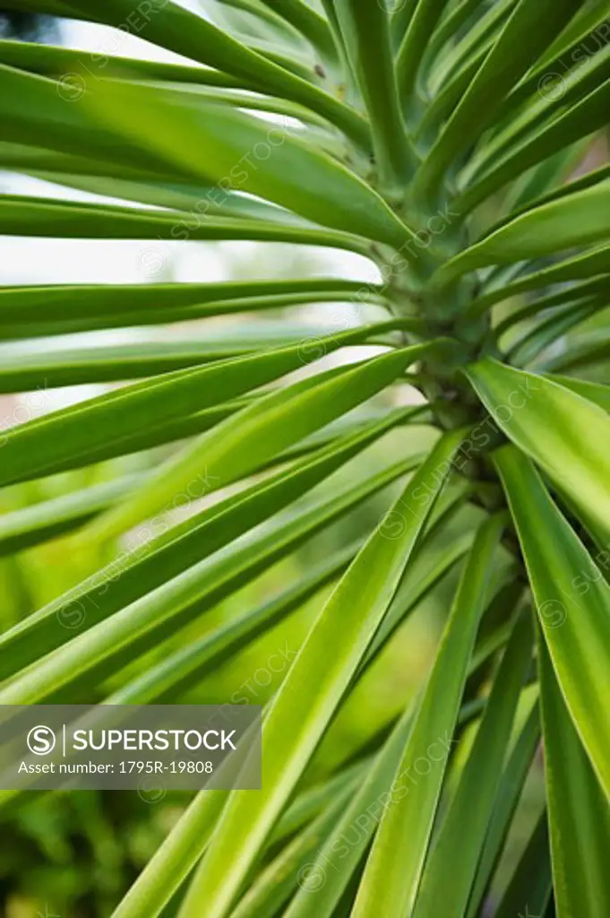 Close-up of tropical plant