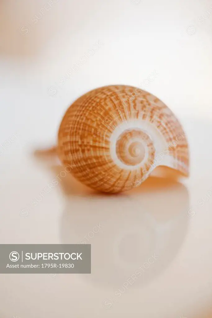 Close-up of sea shell