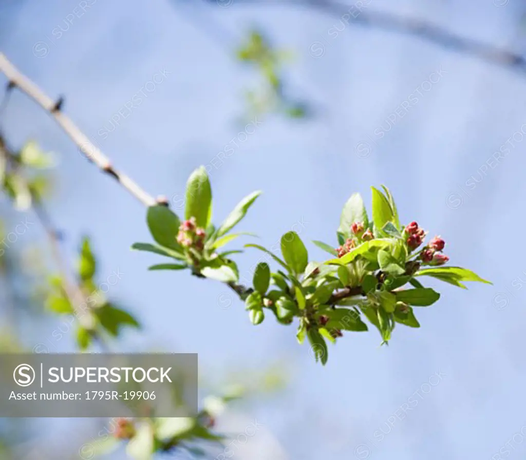 Close-up of spring buds on tree