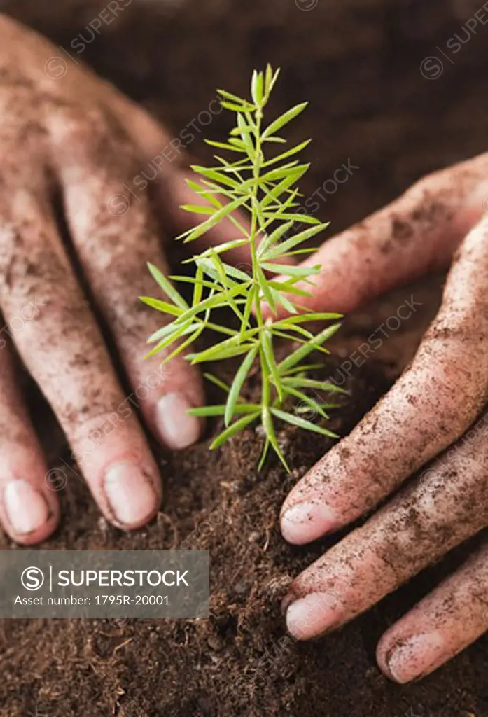 Woman planting sapling