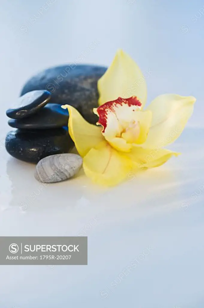 Tropical flower and stones