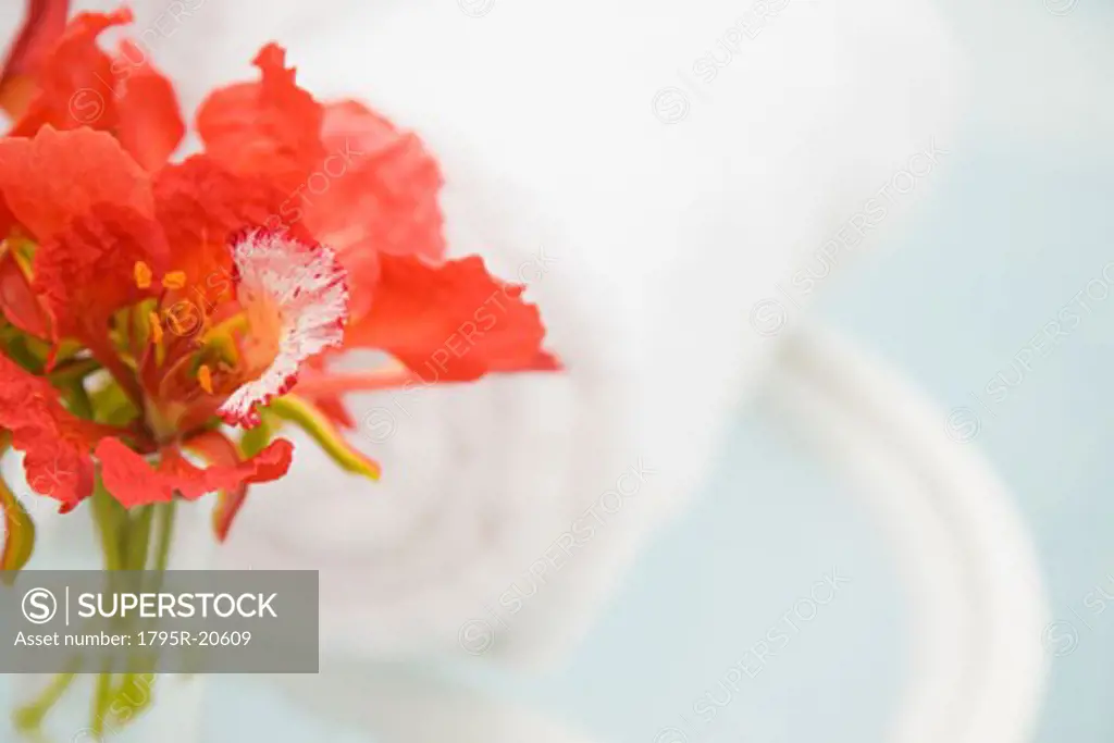 Tropical flowers in vase