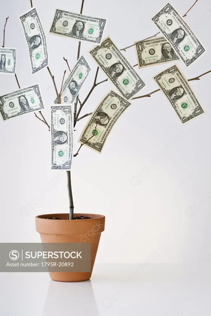 Money growing in a pot