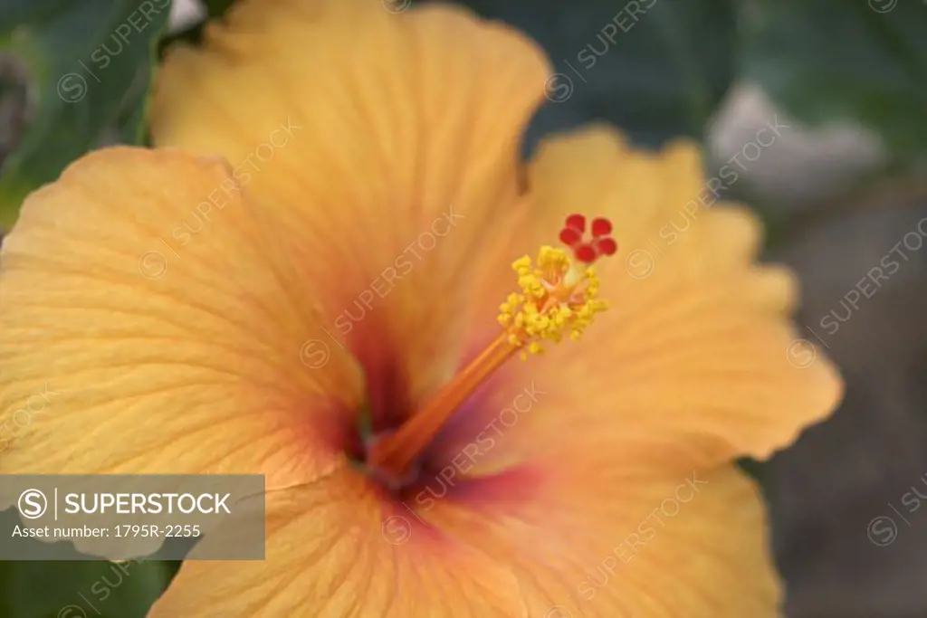 Closeup of hibiscus flower
